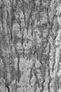 Texture of the bark of an old tree black and white photo Royalty Free Stock Photo