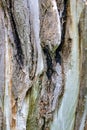 The texture of the bark of an old tree with burnt, dried and weathered areas Royalty Free Stock Photo