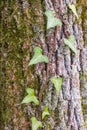 The texture of the bark of an old tree covered with moss, lichen and ivy Royalty Free Stock Photo