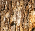 The texture of the bark of the old tree with cracks and faults. Structure of wood Royalty Free Stock Photo