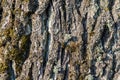 The texture of the bark of an old tree. lifeless dry tree. close-up