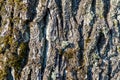 The texture of the bark of an old tree. lifeless dry tree. close-up Royalty Free Stock Photo