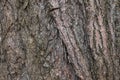 The texture of the bark of an old tree in a macro photograph Royalty Free Stock Photo