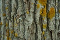 Texture of the bark of an old tree overgrown with moss Royalty Free Stock Photo