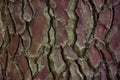 Texture - bark of an old tree. Textured wood as an organic natural design element. Close up shot of tree bark texture natural Royalty Free Stock Photo