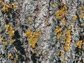 The texture of the bark of an old tree with yellow moss. Natural background, the beauty of nature Royalty Free Stock Photo