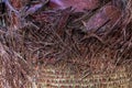 Texture of the bark of a palm tree close-up. Natural background Royalty Free Stock Photo