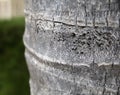 Texture of bark of palm tree