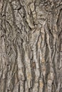 texture of the bark of a perennial tree