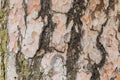 Texture bark of pine pree close-up. The old wood texture with natural pattern Royalty Free Stock Photo