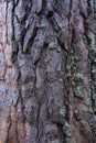 Texture bark of pine tree closeup