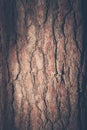 Texture of the bark of the pine tree, Royalty Free Stock Photo
