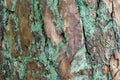 The texture of the bark of a pine tree on which a lot of mold grows Royalty Free Stock Photo