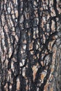 The texture of the bark of the plant. Pine tree trunk. Vertical shot. Brown and rough.