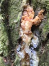 The texture of the bark with resin of an old tree Royalty Free Stock Photo