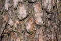 Texture of the bark of scots pine solar illumination Royalty Free Stock Photo
