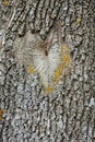 Texture of the bark of spruce. Background of a tree trun