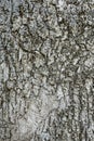 Texture of the bark of spruce. Background of a tree trunk.