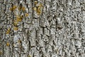 Texture of the bark of spruce. Background of a tree trunk