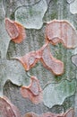 Texture of the bark of a tree