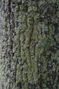 Texture of a bark of a tree, background Royalty Free Stock Photo