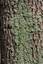 Texture of a bark of a tree, background Royalty Free Stock Photo