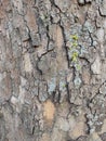 Cracked tree bark with blue. Textured background