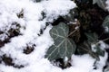 Texture of the bark of a tree covered with snow and with climbing plants. Royalty Free Stock Photo