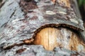 Texture of bark on a tree cut in the forest