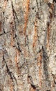 The texture of the bark of a tree