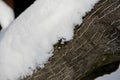 The texture of the bark of the tree with snow. Snow-covered tree Royalty Free Stock Photo