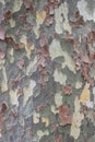 Texture of the bark of a tree sycamore Platanus