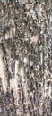 Texture of the bark of a tree trunk with several cracks