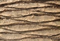 The texture of the bark of the trunk of a palm tree