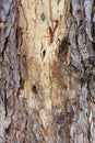 Texture bark wood background. Royalty Free Stock Photo