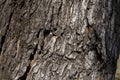 Beautiful wavy texture of tree bark Royalty Free Stock Photo