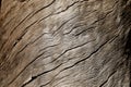 Texture of bark wood use as natural background Royalty Free Stock Photo
