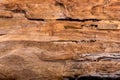 texture of bark wood use as natural background. Royalty Free Stock Photo