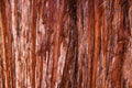 The texture of the bark of a young coastal redwood, Sequoia sempervirens- background or backdrop Royalty Free Stock Photo