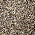 Texture with of barley malt for beer, pale ale, pilsen. Royalty Free Stock Photo