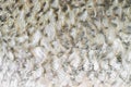 Texture for barramundi or seabass fish ,abstract background Royalty Free Stock Photo