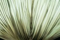 Texture of a beautiful dry palm leaf close up. Beautiful plant background. Royalty Free Stock Photo