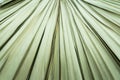 Texture of a beautiful dry palm leaf close up. Beautiful plant background. Royalty Free Stock Photo
