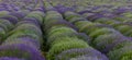 Beautiful lavander field in the summer time