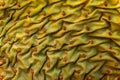 Texture of Beaver Tail Cactus Pad