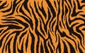 Texture of bengal tiger fur, orange stripes pattern. Animal skin print. Safari background. Vector Royalty Free Stock Photo
