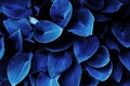 Texture of big blue leaves. plantain Royalty Free Stock Photo