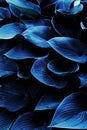 Texture of big blue leaves. plantain Royalty Free Stock Photo