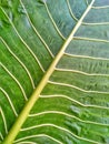 texture of big green bone leaf