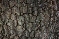 Texture of big tree bark Royalty Free Stock Photo